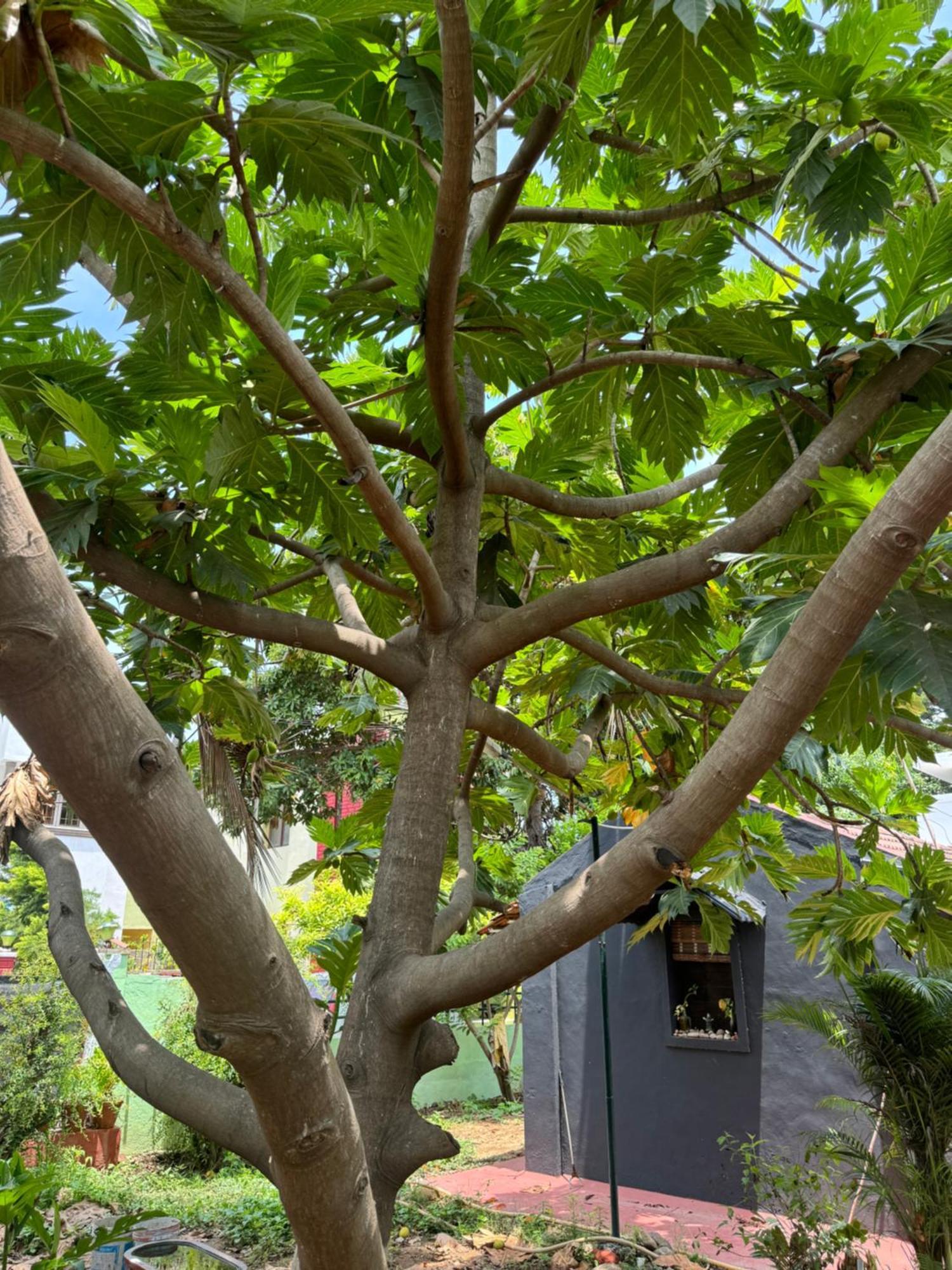 Hotel The Lazy Palm Shack Coimbatore Exterior foto